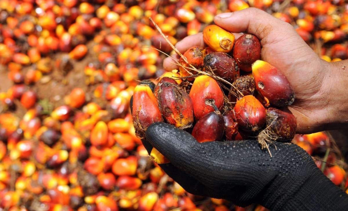 Harga CPO Anjlok, Tertekan Kejatuhan Minyak Dunia dan Lesunya Pasar Nabati Global