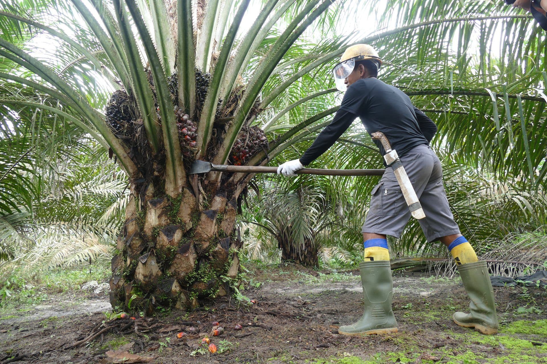 PSR Jadi Kunci Masa Depan Sawit RI, Pemerintah Kejar Produktivitas demi B50