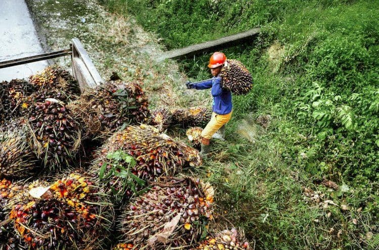 Harga TBS Sawit Plasma Riau Periode 1–7 Oktober 2025 Naik, Umur 9 Tahun Tertinggi