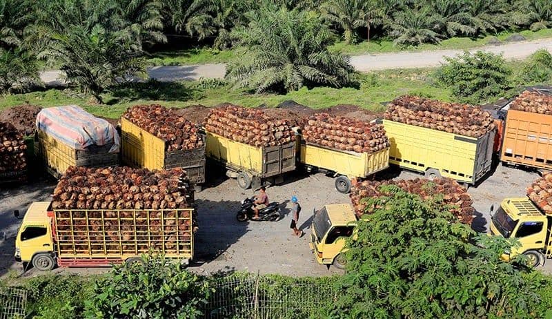 Mengapa Ekspansi Lahan Perkebunan Kelapa Sawit Terjadi  Hampir Eksponensial dalam Rezim Tren Harga Riil Minyak Kelapa Sawit di Pasar Internasional yang Menurun?