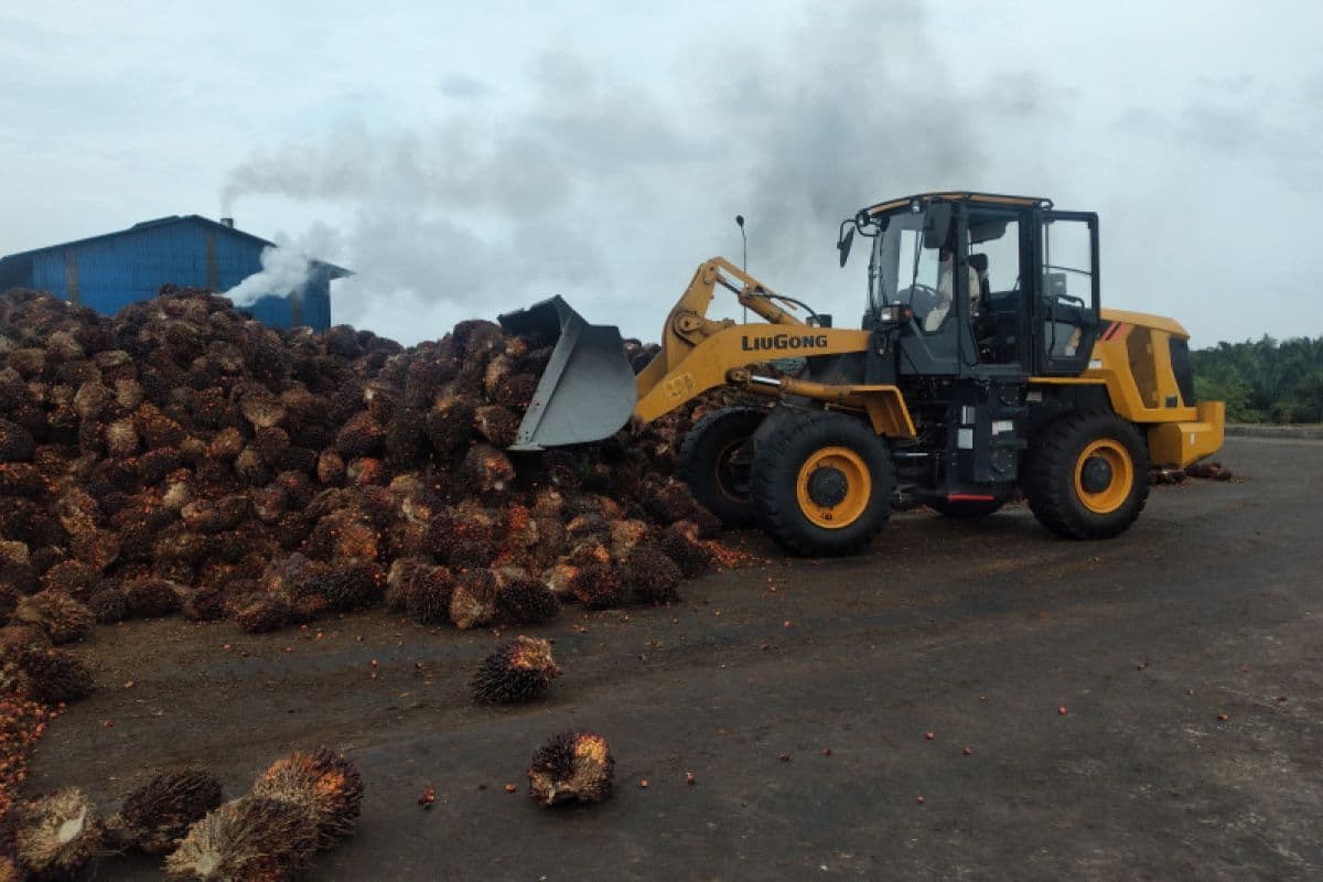 Sawit, Koperasi, dan Ilmu yang Tak Pernah Dilahirkan