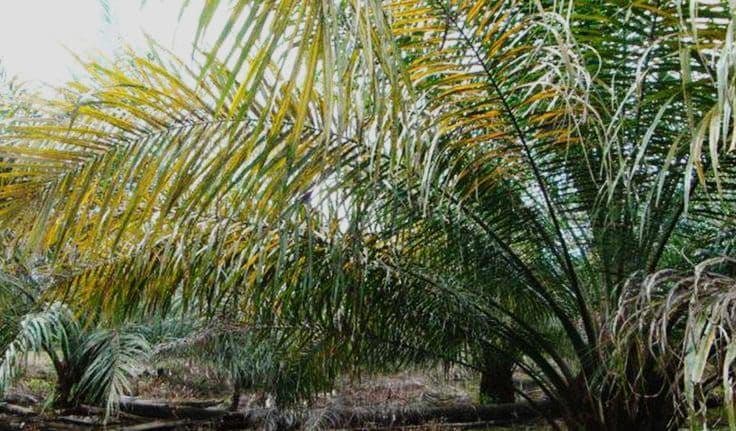 Defisiensi Hara Nitrogen Bisa Bikin Sawit Tak Produktif: Kenali Gejala, Penyebab, hingga Solusinya 