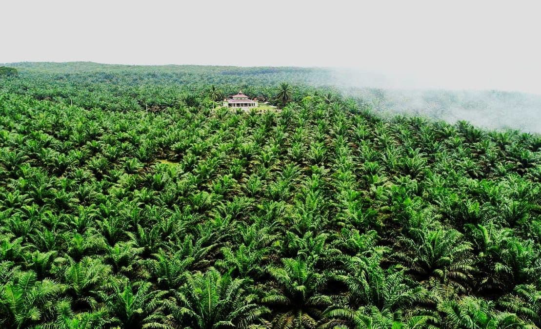 MK Putuskan Masyarakat Adat Kini Bebas Berkebun di Kawasan Hutan, Termasuk Perkebunan Kelapa Sawit