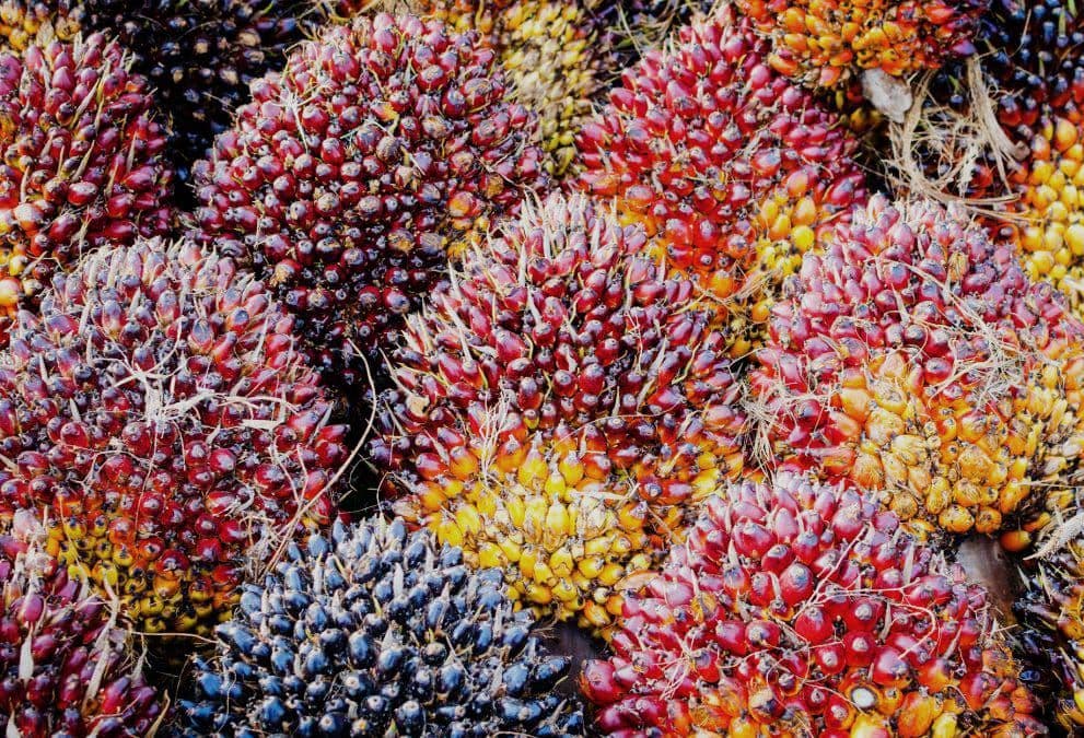 Harga TBS Kelapa Sawit di Sulbar Naik untuk Periode Oktober 2025