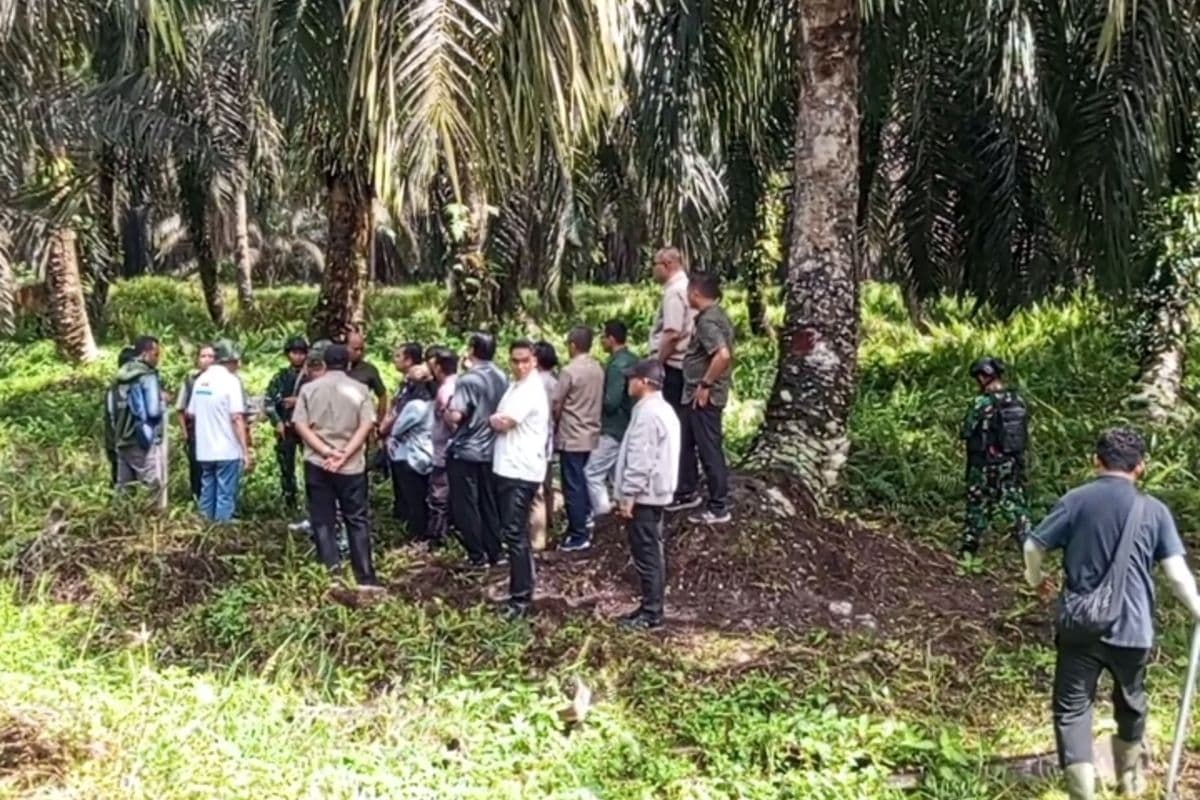 Pustaka Alam Ungkap 614 Ribu Hektar Kebun Sawit Rakyat Dikuasai Satgas PKH, Minta Presiden Prabowo Turun Tangan