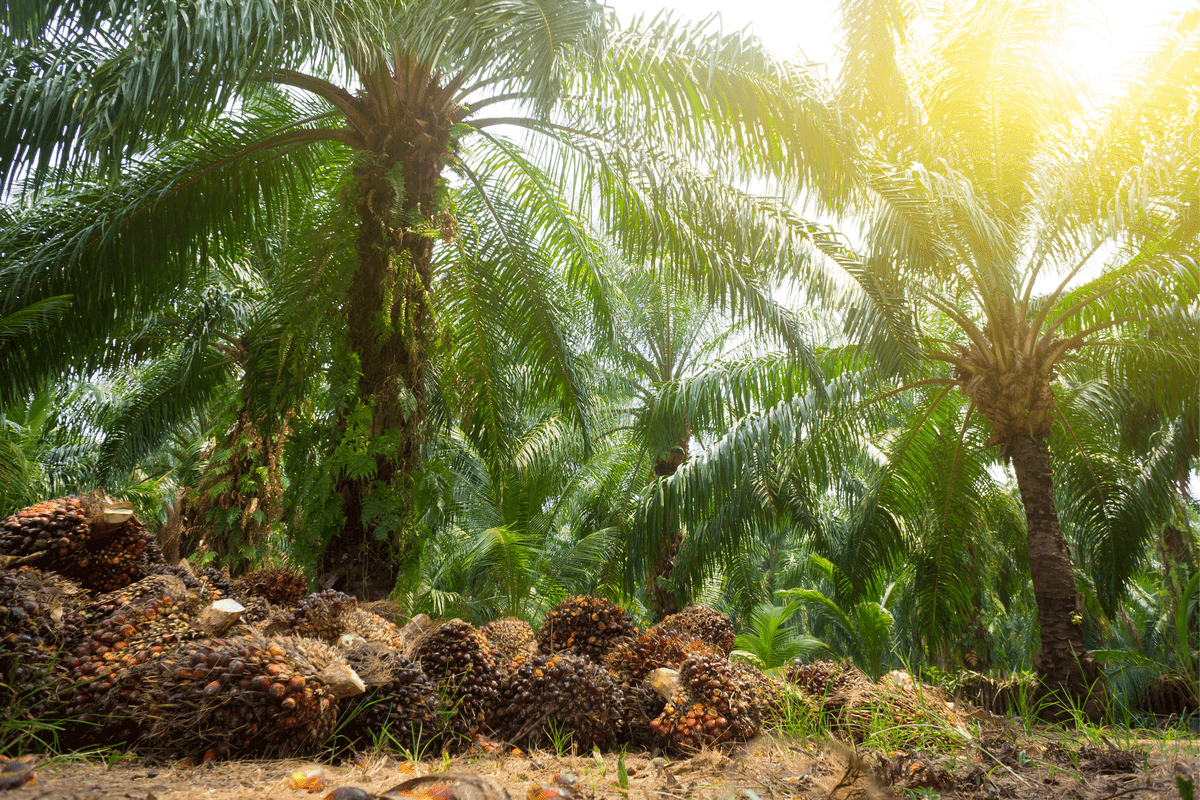 Mengenal HGU: Hak Atas Tanah untuk Perkebunan dan Usaha skala Besar