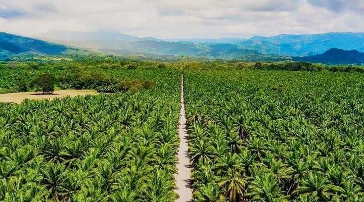 Pemprov Sumbar Ajak Petani Kelapa Sawit Ikut Replanting, Agam Jadi Bukti Positif 
