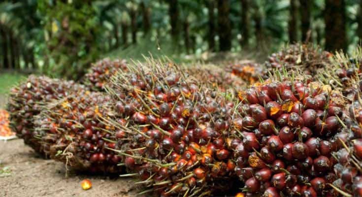 Harga TBS Kelapa Sawit Sumut Periode 29 Oktober – 4 November 2025 Tercatat Turun 