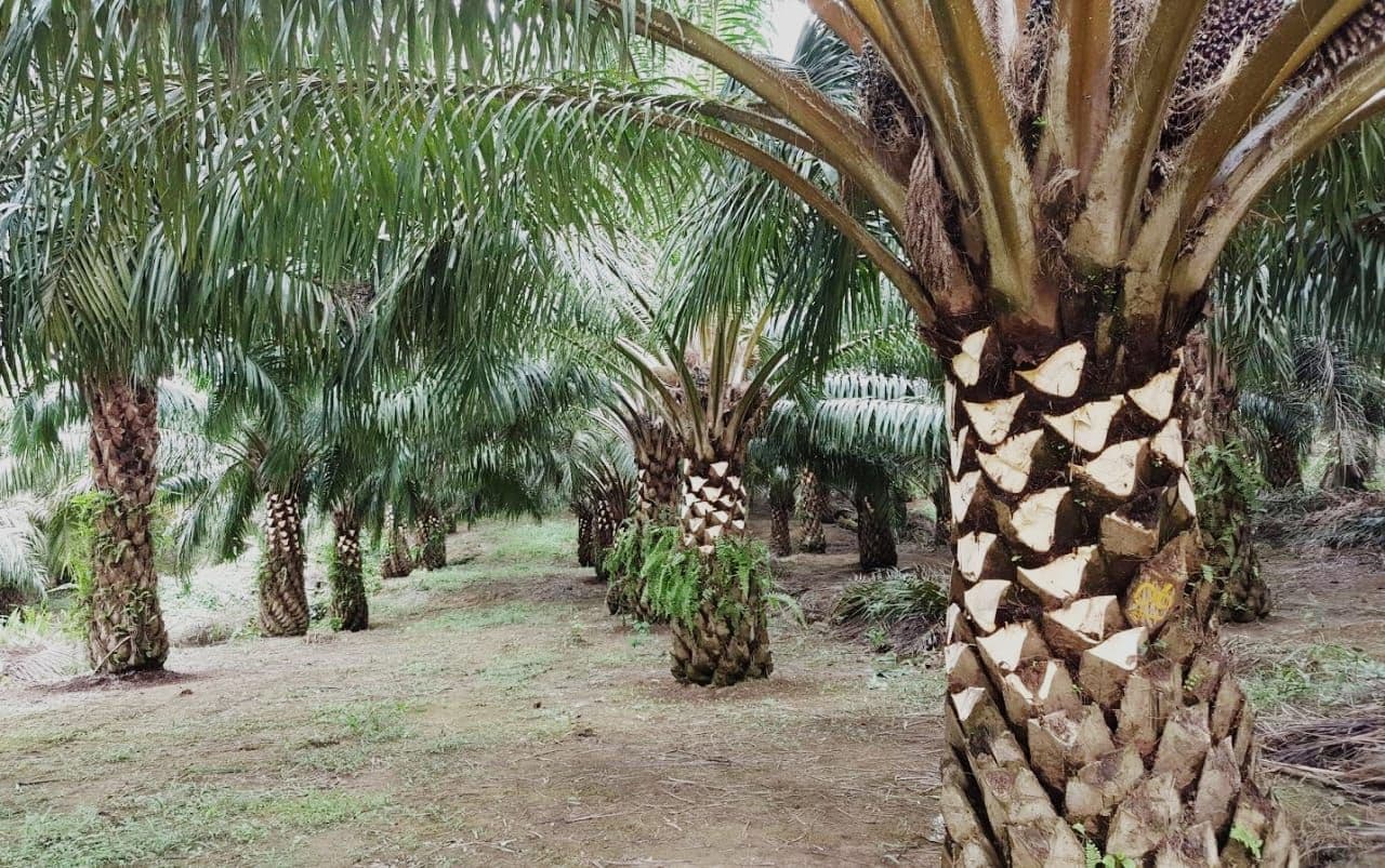 Pentingnya Bagi Petani Sawit Paham Pola Daun dalam Budidaya Kelapa Sawit