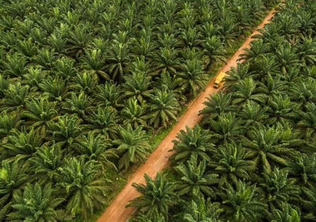 Penertiban Kawasan Hutan Dinilai Perlu Kehati-hatian, Pakar Ingatkan Nasib Petani Sawit Rakyat