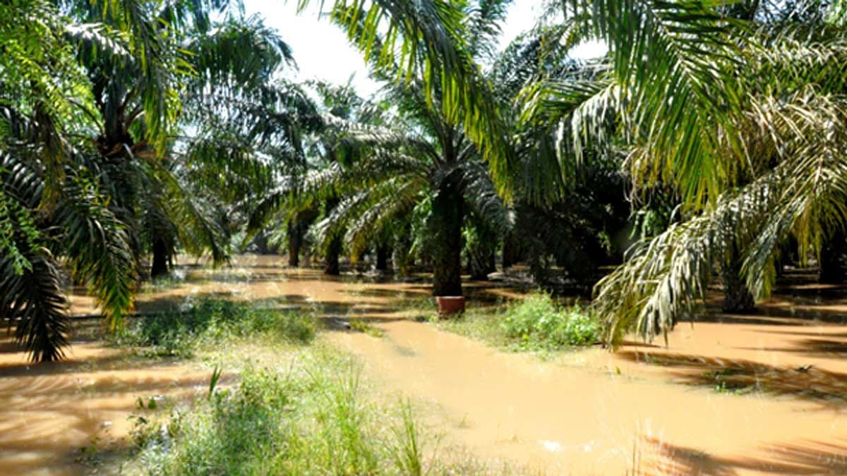 Banjir Rendam Ribuan Hektare Perkebunan Aceh Timur, Lahan Peremajaan Sawit Rakyat Paling Parah Terdampak
