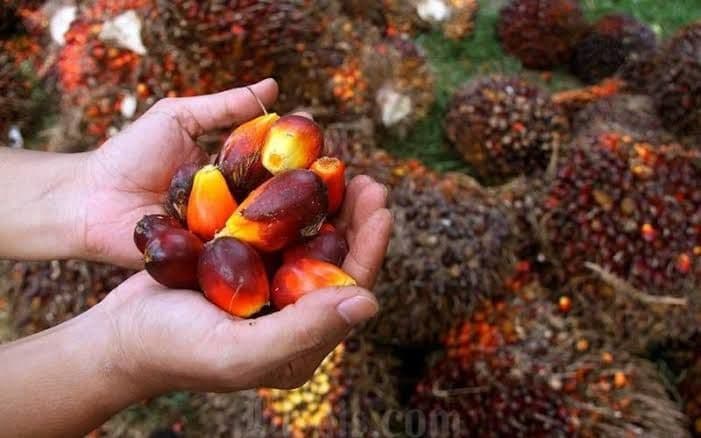 Harga Referensi CPO Januari 2026 Turun ke US$915,64, Pasar Sawit Global Lesu