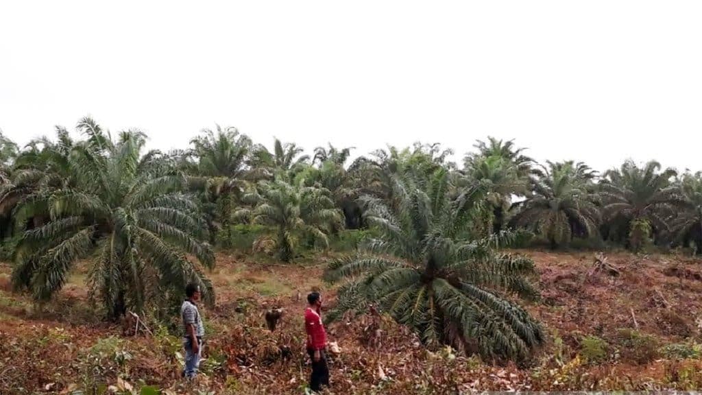 Pungutan Ekspor Sawit Tembus Rp31 Triliun pada 2025, BPDP Perkuat Dukungan untuk Pekebun Rakyat