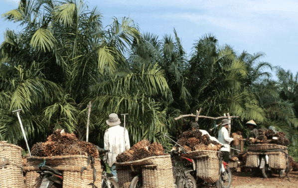 Sawit Jadi Jawaban Pengangguran Desa, Serap Tenaga Kerja Tanpa Syarat Pendidikan Tinggi