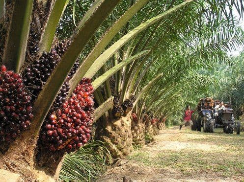 Indonesia Masuk 10 Negara Produsen Sawit Dunia, Jauh Tinggalkan Malaysia dan Negara Lain