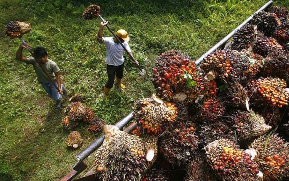 Maknai Hari Buruh, Apkasindo Ajak Pekerja Sawit Seimbangkan Hak dan Kewajiban