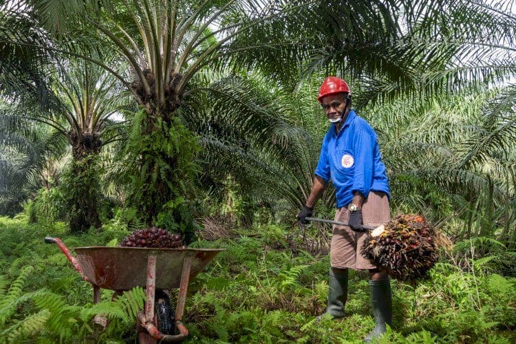 Kementan Pastikan Negara Hadir Jaga Harga TBS, Ali Jamil: Kesejahteraan Petani Sawit Adalah Prioritas