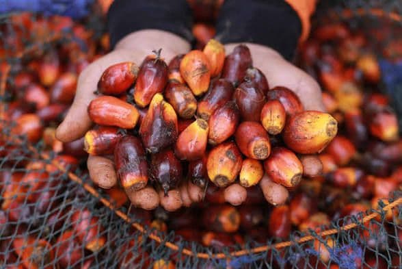 Impor Minyak Sawit Pakistan Pecahkan Rekor, Indonesia Kuasai Hingga 90 Persen Pasokan