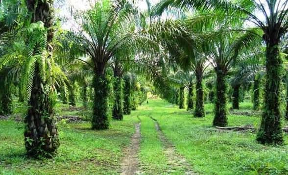 Asahan dan Labuhanbatu, Dua “Mesin” Sawit Sumatera Utara yang Menyimpan Potensi Hilirisasi Besar