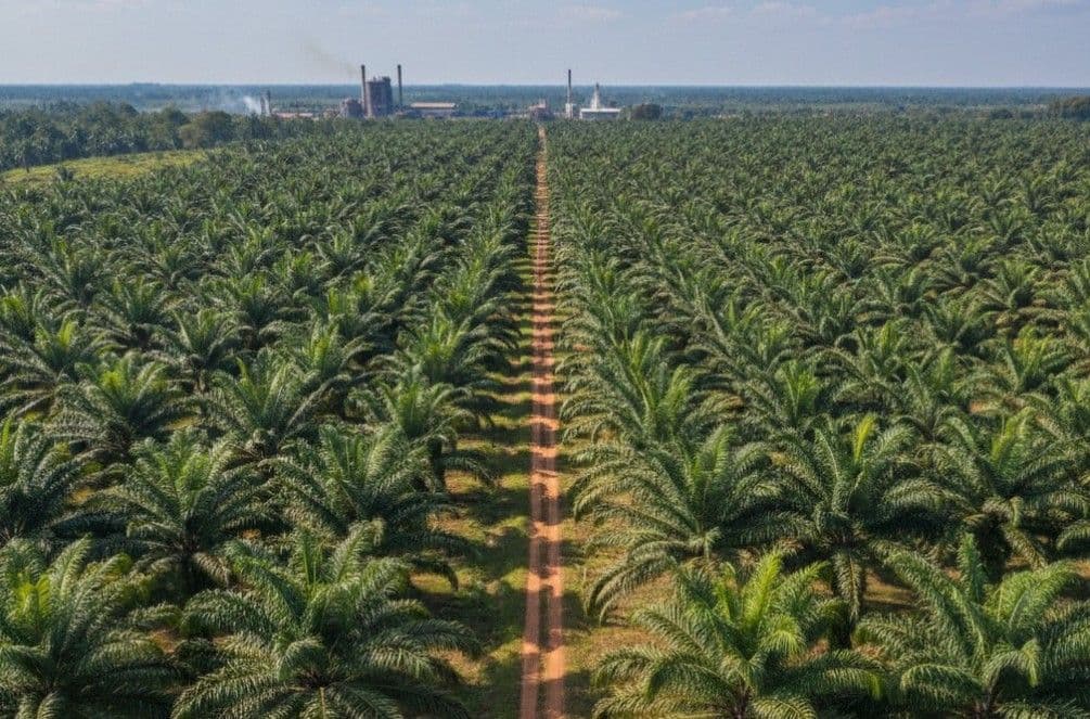 Limbah Sawit Jadi Harta Karun Energi, Indonesia Berpotensi Produksi 3,6 Miliar m³ Biogas per Tahun