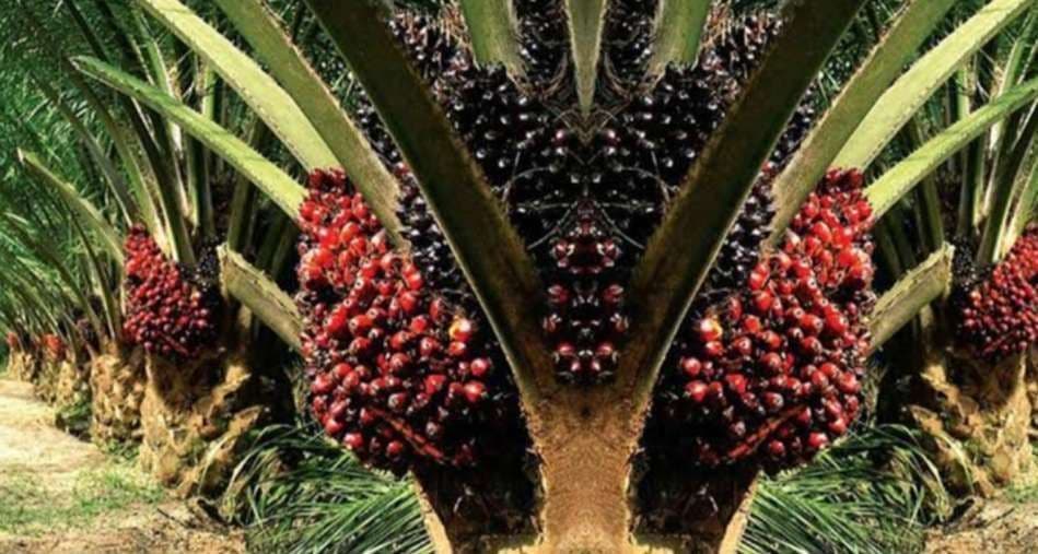 Sejarah Kelapa Sawit Indonesia: Dari Empat Bibit hingga Menjadi Industri Strategis Dunia