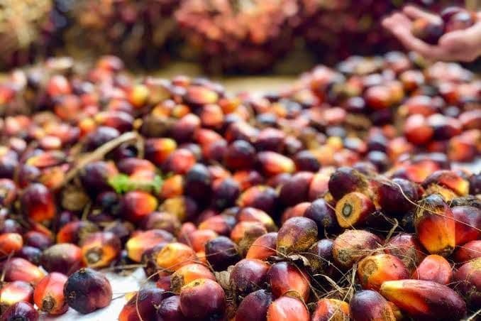 Harga CPO Global Terkoreksi, Indonesia Turun 1,9 Persen pada Pekan Terakhir Agustus