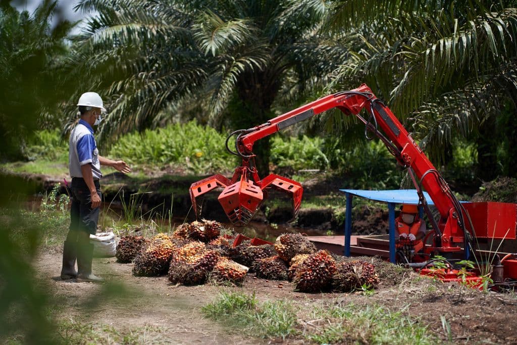 Sungai Kapuas Mengering, Sejumlah PKS di Sekadau Setop Terima TBS Sawit