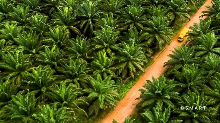 Produksi Ideal Sawit 1 Hektare Bisa 30 Ton TBS per Tahun, Ini Faktor Penentunya