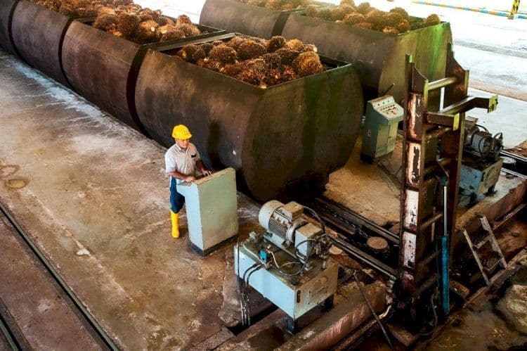 Harga CPO Dunia Bergerak Beragam, Rotterdam Naik Tipis Saat Indonesia dan Malaysia Terkoreksi