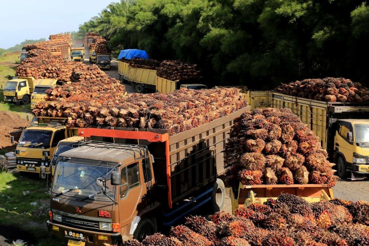 Harga Referensi CPO Malaysia Naik ke RM4.452 per Ton, Bea Ekspor Oktober Tetap 10%
