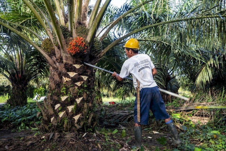 Sawit Indonesia Masuk Tahun Sulit 2027: Produksi Terancam Turun, Ekspor Berubah, Petani Dikejar Ketertelusuran
