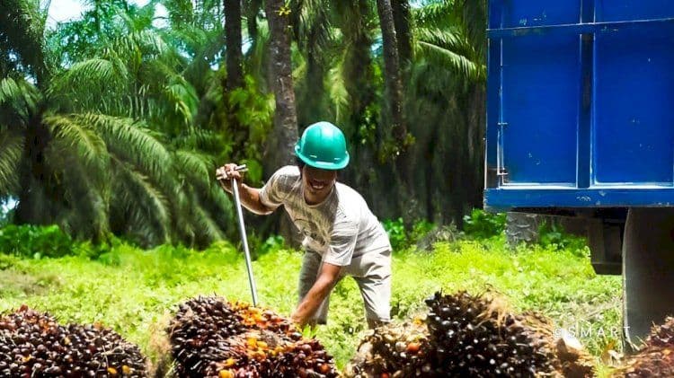 Produksi Sawit Naik, Biodiesel Dongkrak Serapan Domestik Juli 2026