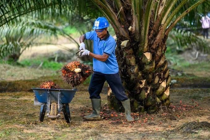 Jangan Asal Panen! Kenali Ciri TBS Kelapa Sawit yang Sudah Matang