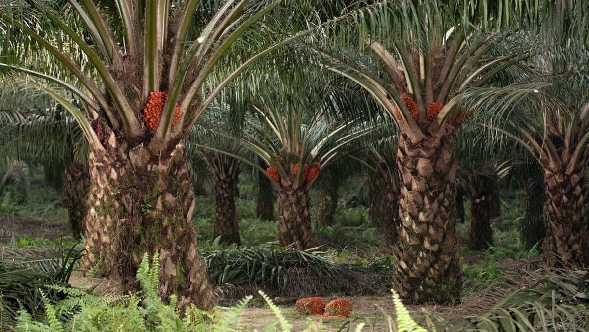 Riau dan Sawit: Dari Perkebunan Rakyat hingga Menjadi Episentrum Industri Sawit Nasional