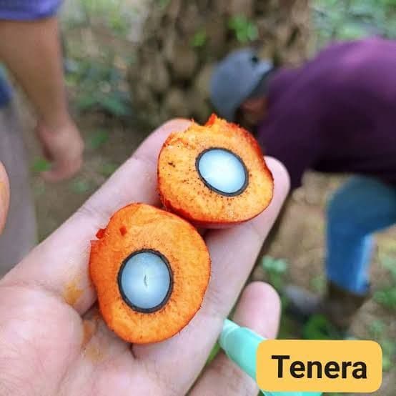 Mengenal Sawit Tenera, Ciri Buah hingga Faktor yang Menentukan Produktivitas
