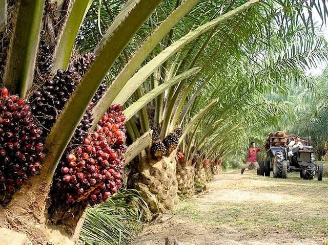 Ekspor Perkebunan Tembus Rp503,3 Triliun, Sawit Jadi Penyumbang Terbesar