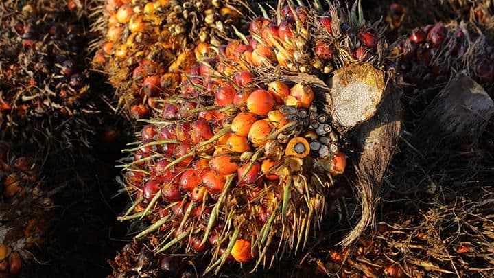 Harga CPO Diprediksi Tetap Tinggi hingga 2027, Biodiesel dan El Niño Jadi Penopang