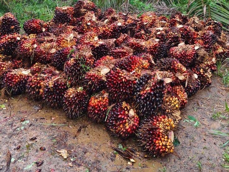 Harga TBS Sawit Kalbar Periode 1 Agustus 2026 Tembus Rp3.691 per Kg