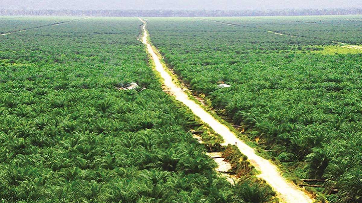 "Rebut Kembali" Lahan Sawit? Fakta di Lapangan: Banyak yang Kosong, Rawa, dan Bukan Kebun