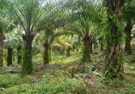 Ketika Pendampingan Mengubah Nasib Kebun Sawit Rakyat