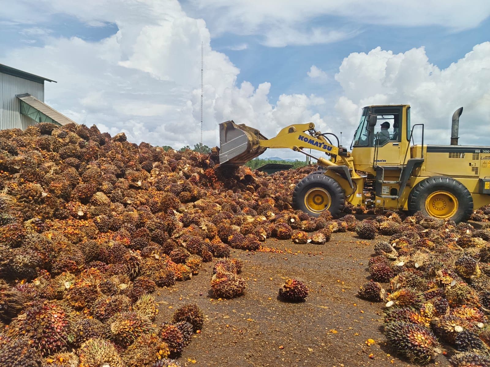   Permenperin Nomor 38 Tahun 2025: Industri Hilir Wajib Tersertifikasi ISPO