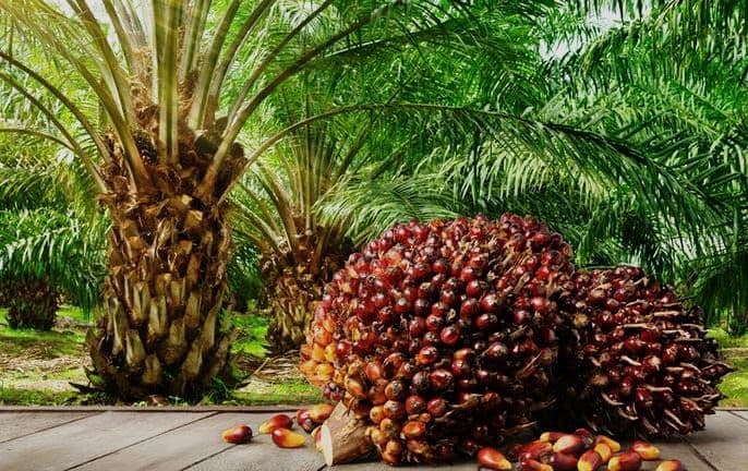 Harga TBS Kelapa Sawit Jambi Periode 12-18 Desember 2025