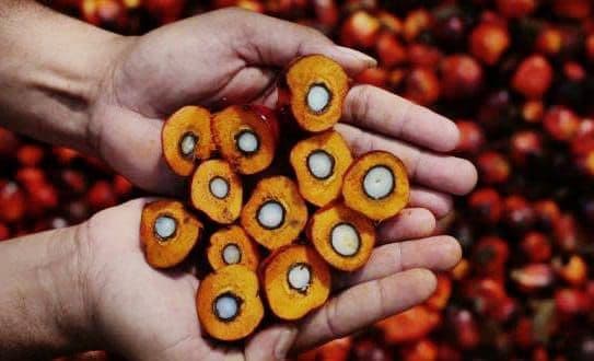 Harga CPO Terus Melemah: Penurunan Mencapai Level Terendah dalam Enam Bulan Terakhir