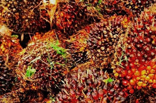 Harga TBS Kelapa Sawit Kemitraan Swadaya Provinsi Riau Periode 17-23 Desember 2025 Naik