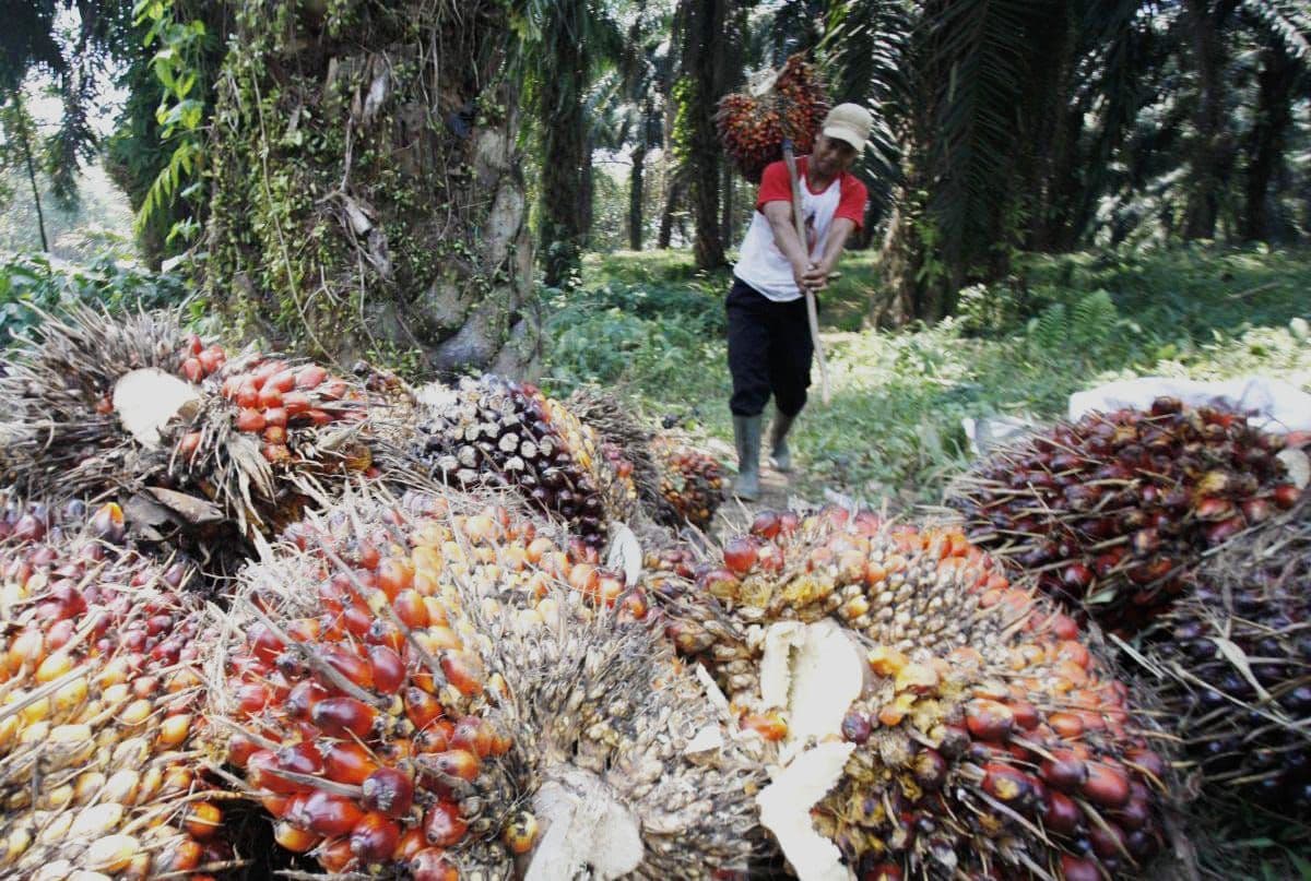 Harga TBS Kelapa Sawit di Kaltim Kembali Tertekan: Petani Hadapi Tantangan di Tengah Melemahnya Harga CPO