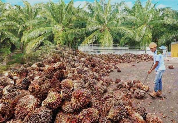 Luas Sawit Capai 445 Ribu Hektare di Kukar, APKASINDO Soroti Lemahnya Kemitraan