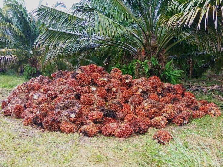 Minyak Sawit Malaysia Bebas Tarif Impor AS, Harga CPO Diprediksi Naik di 2026