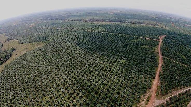 Banyak Dikritik, Sawit Ternyata Paling Hemat Lahan dan Relatif Ramah Tanah