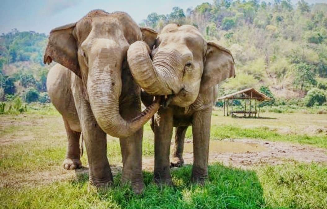 Tesso Nilo di Persimpangan: Konflik Sawit, Gajah, dan Kehidupan Warga