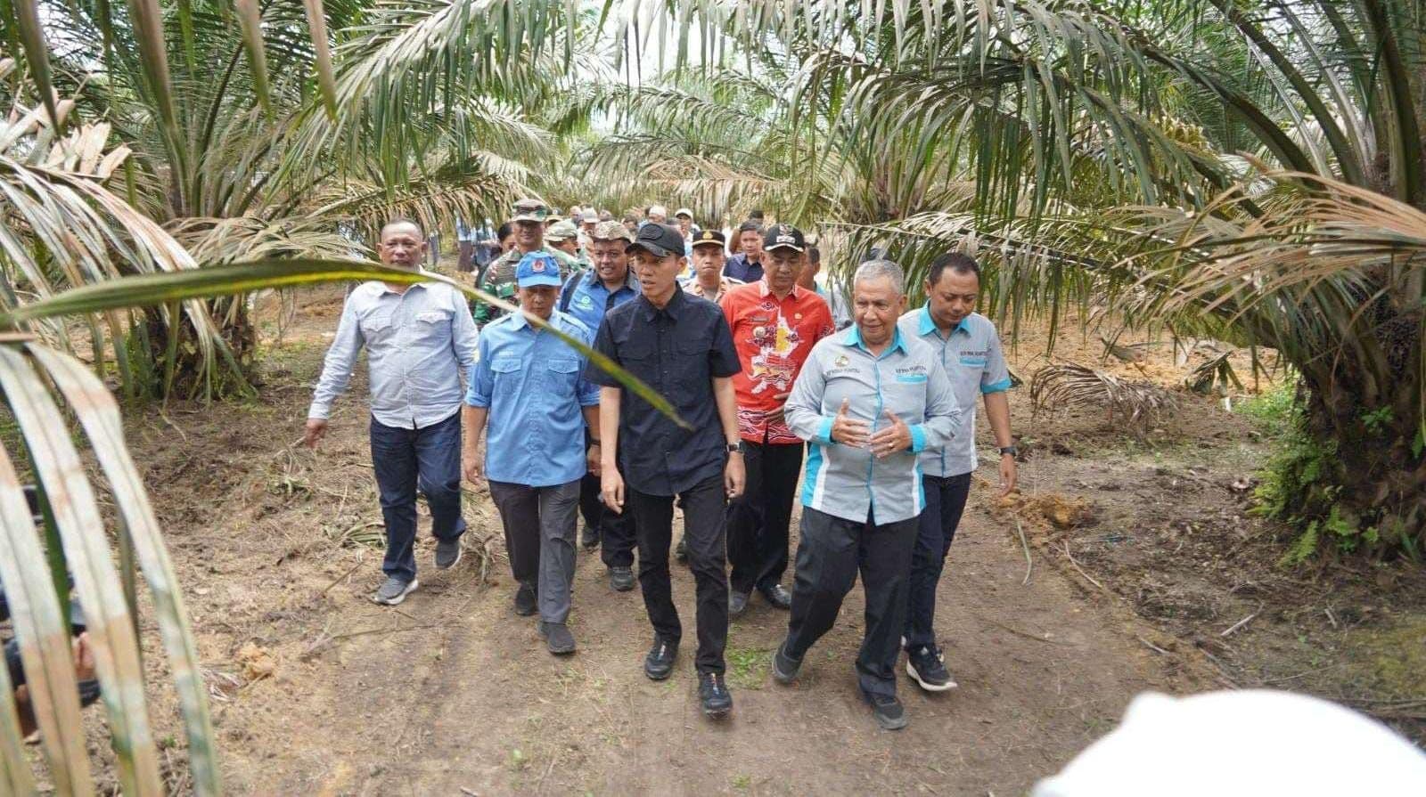 Tanam Padi di Kebun Sawit, Petani OKI Manfaatkan PSR
